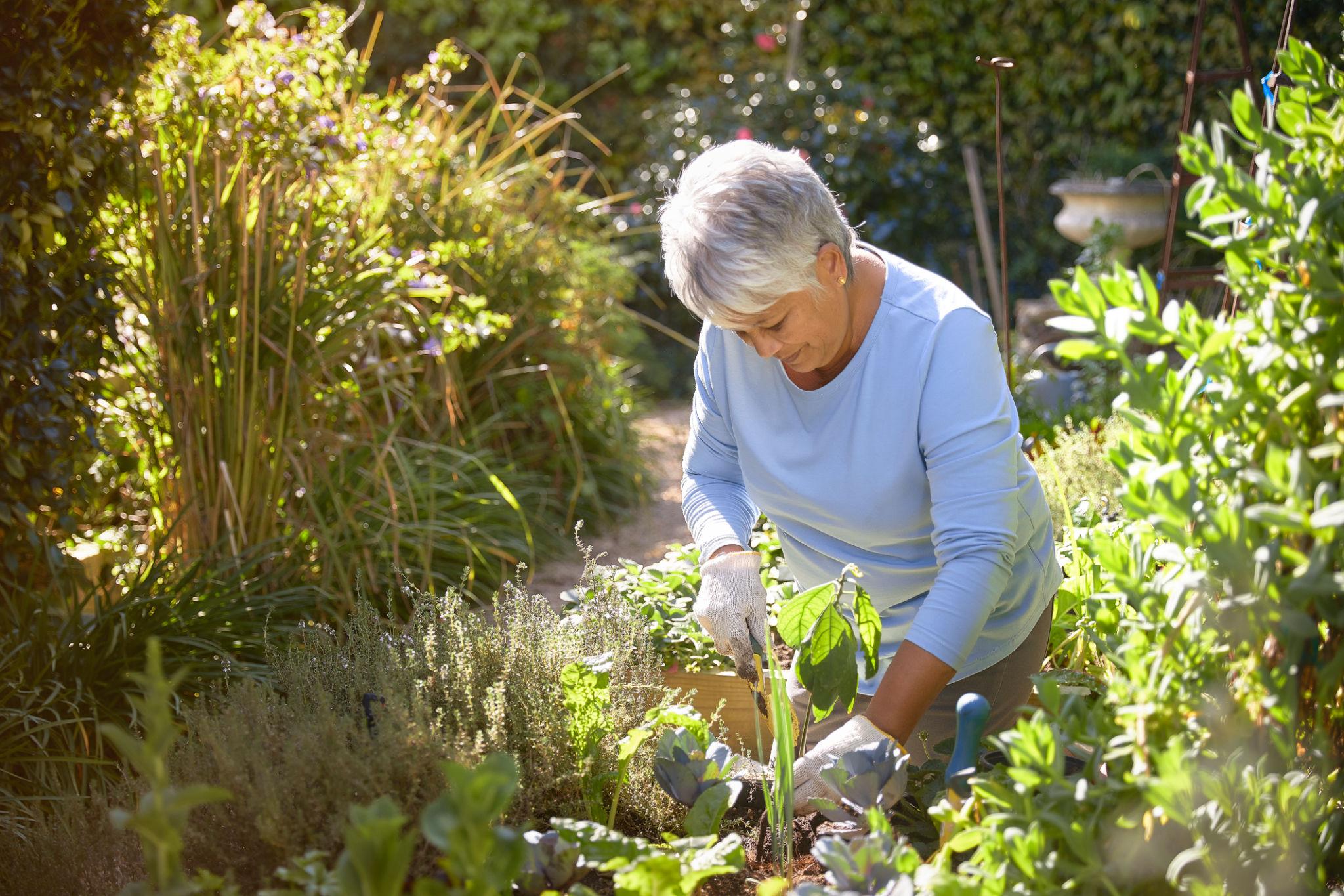 Woman Gardening Older woman staying active while gardening